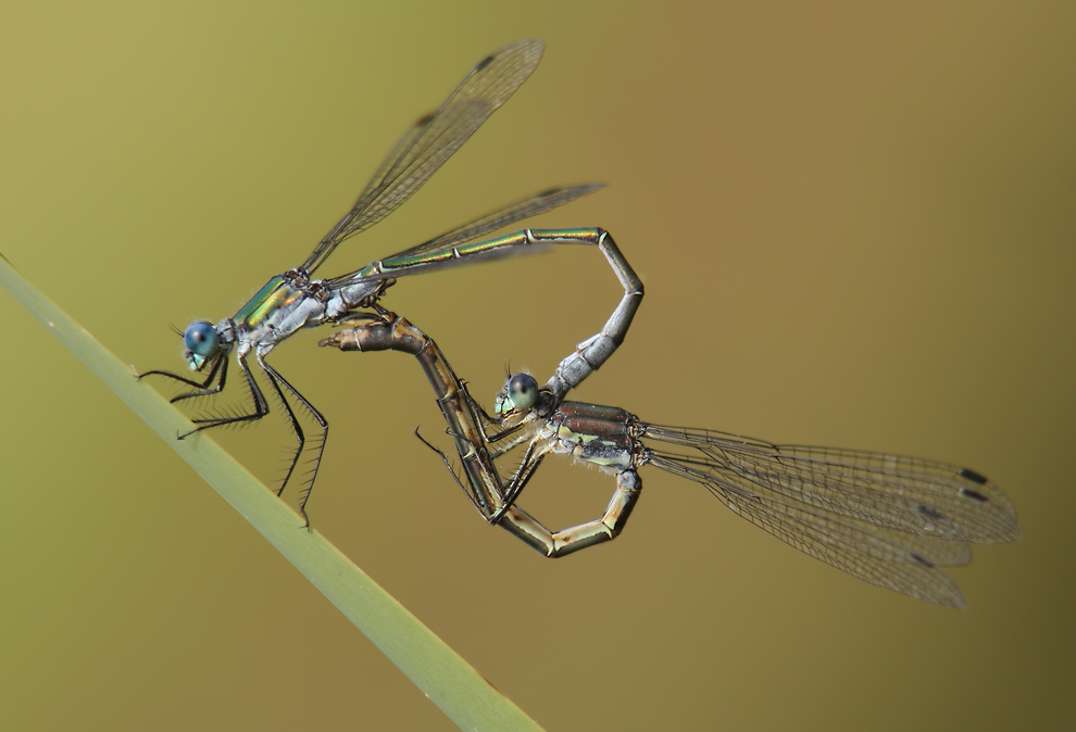 lestes_dryas_paarungsrad01082009_05_190.jpg