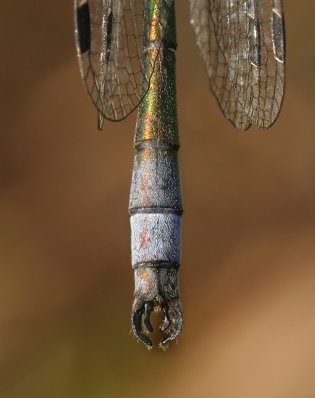 Lestes_dryas_m_HlbAnhaenge.jpg