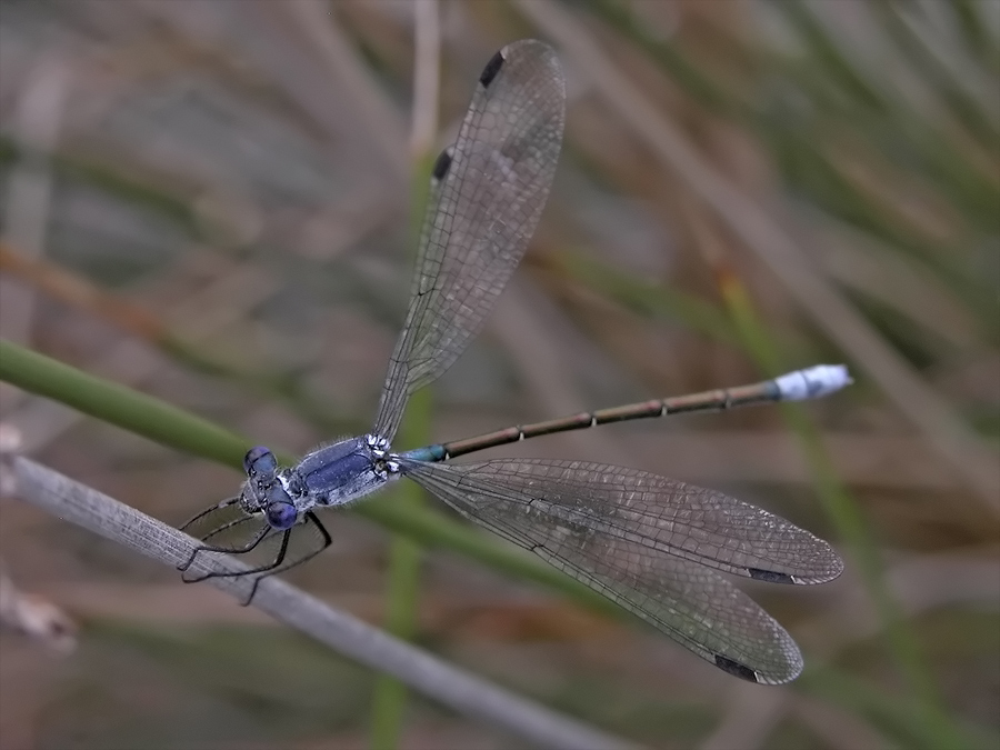 lestes_macrostigma_965.jpg