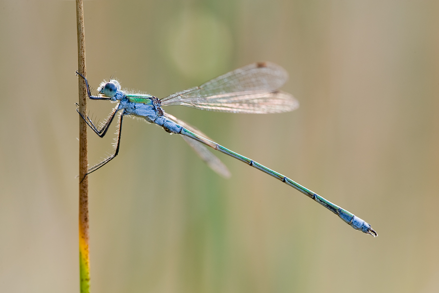 lestes_sp_m_839.jpg