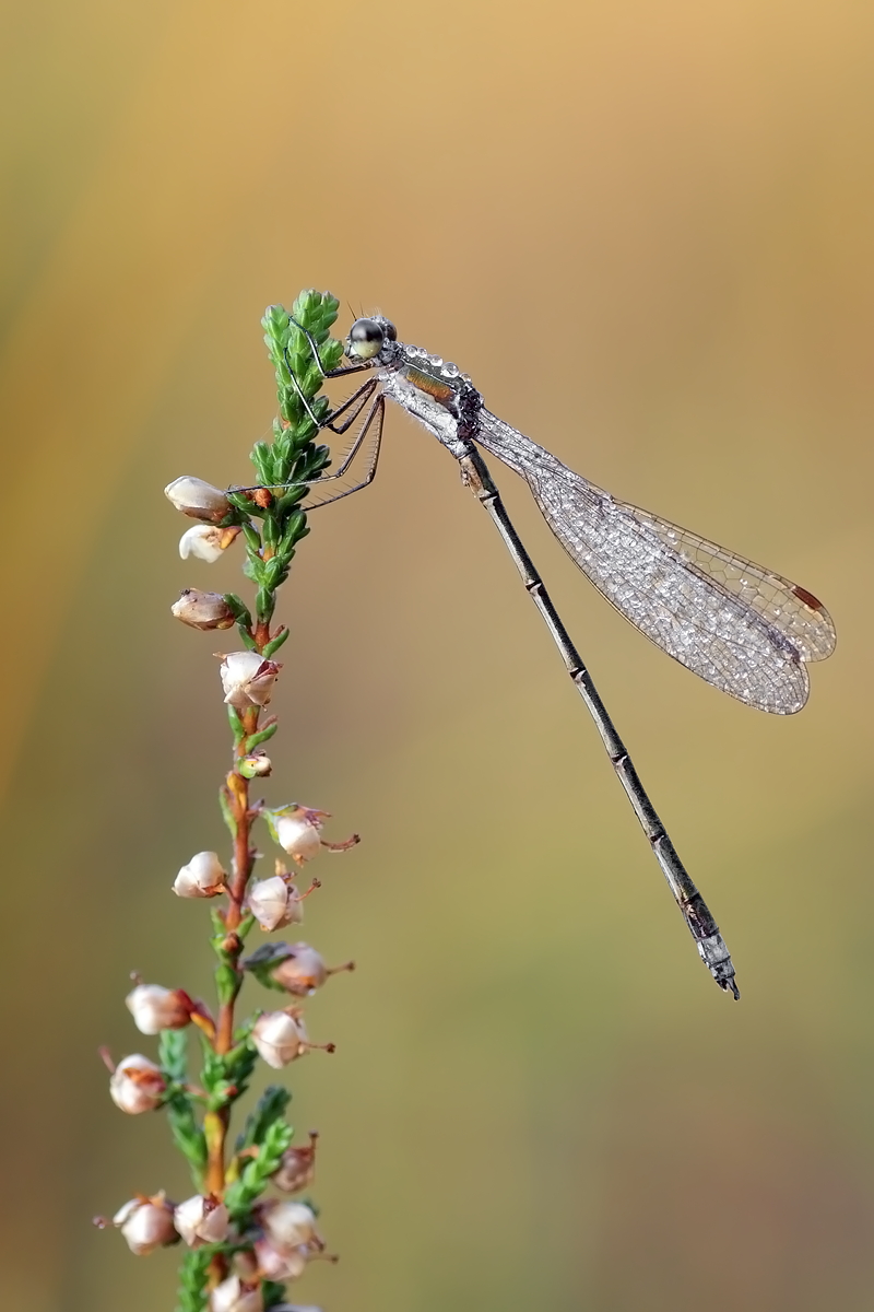 05102011_moor_066_144.jpg