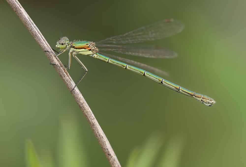 lestes_virens_w_img_7200a_167.jpg