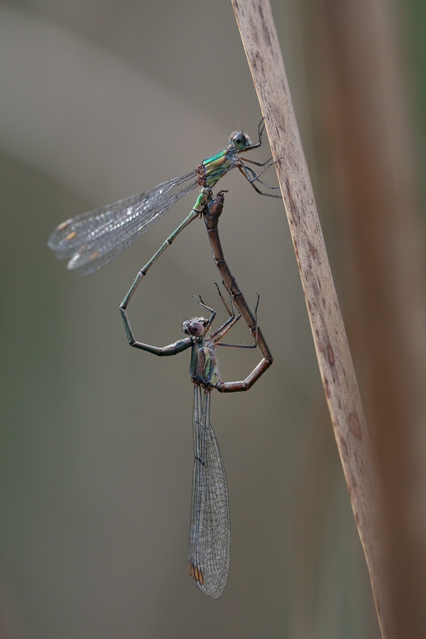 lestes_viridis__weidenjungfer_1_165.jpg