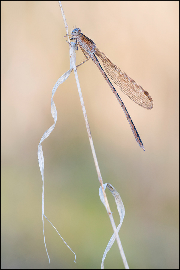 sibirische_winterlibelle_sympecma_paedisca_197.jpg