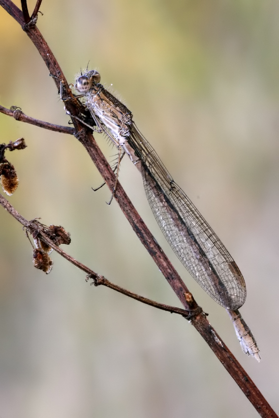 m_f_sympecma_paedisca_w_198.jpg