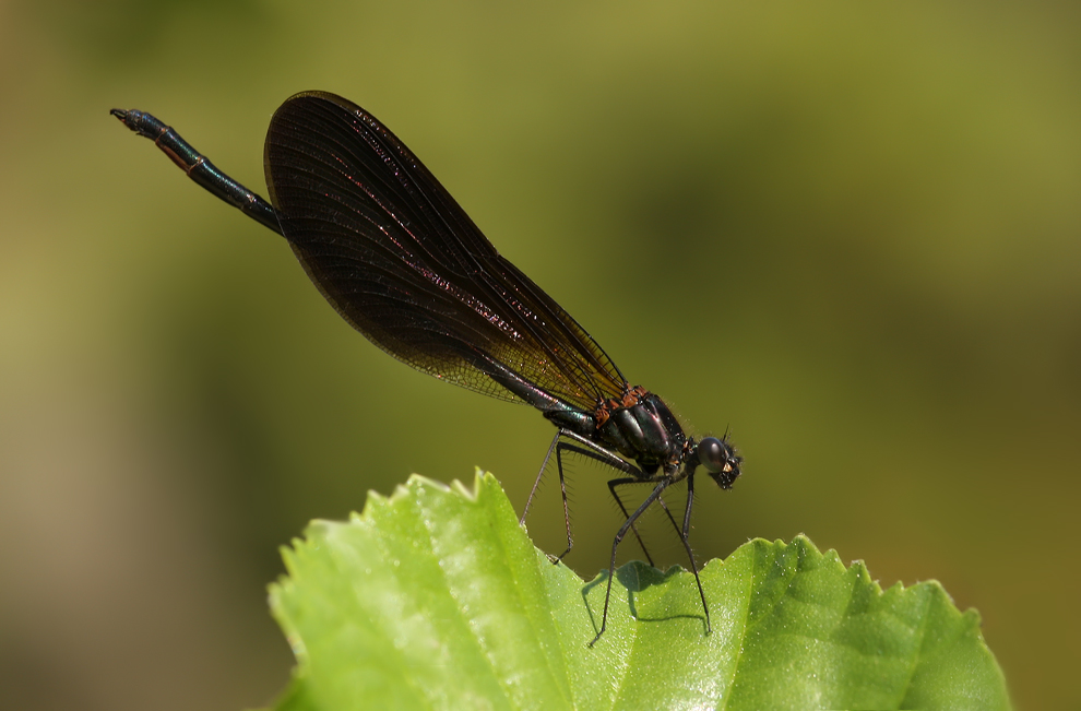 calopteryx_haemo_m02_143.jpg