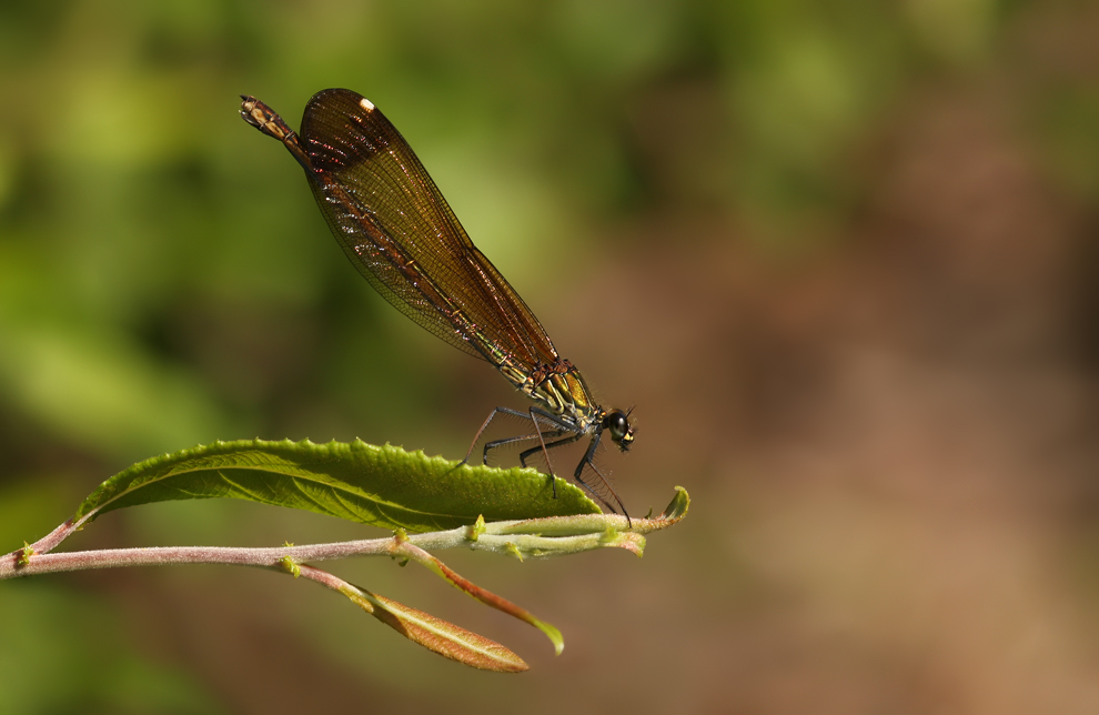 calopteryx_haemo_w03_390.jpg