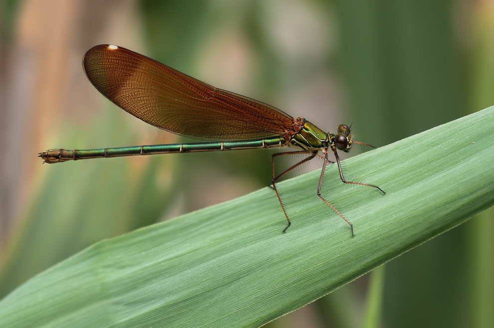 Calopteryx_haemorrhoidalis_w_IMG_7411.jpg