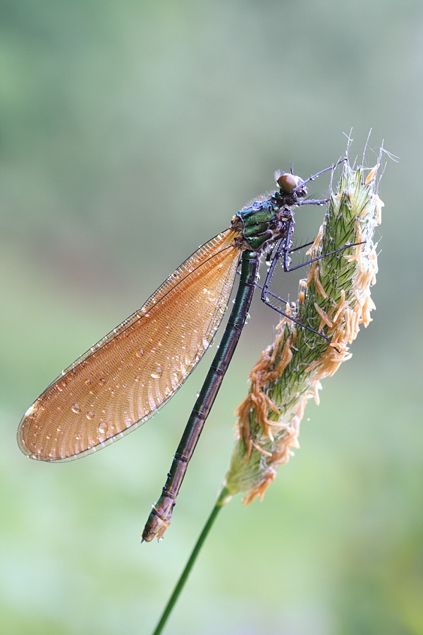 img_8601_gebaenderte_prachtlibelle_calopteryx_splendenswa_859.jpg