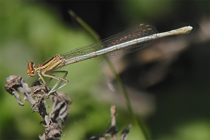 ts_platycnemis_latipes_02_365.jpg