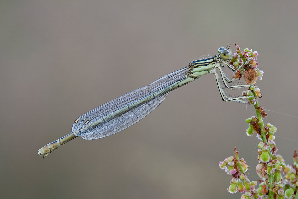 platycnemis_pennipes__gemeine_federlibelle__weibchen_203.jpg