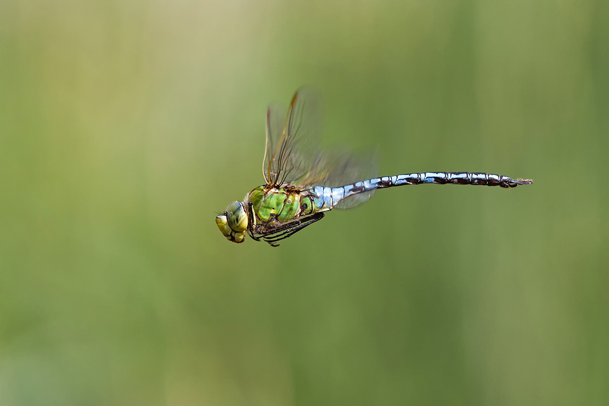 _MG_1467_Anax_imperator.jpg