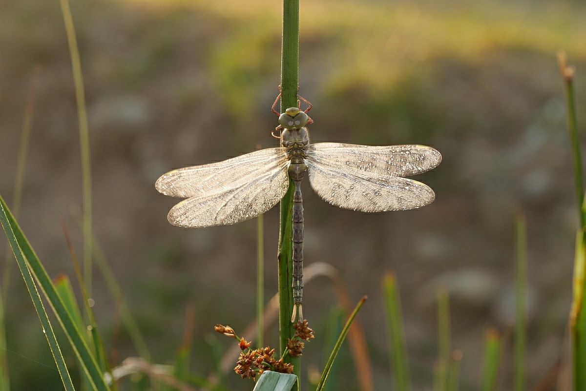 boyeria_irene_geisterlibelle_16_192.jpg