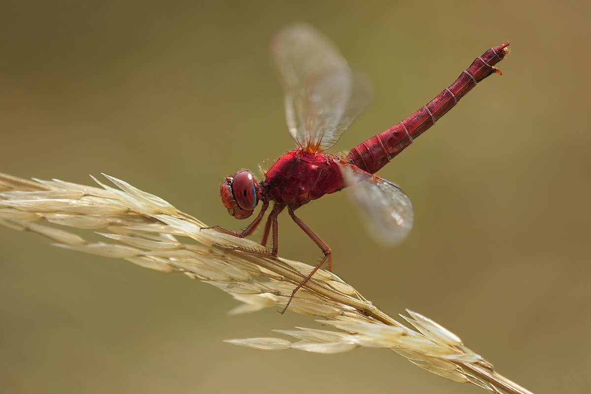 crocothemis_erythrea_w_rot_img_0664a_498.jpg