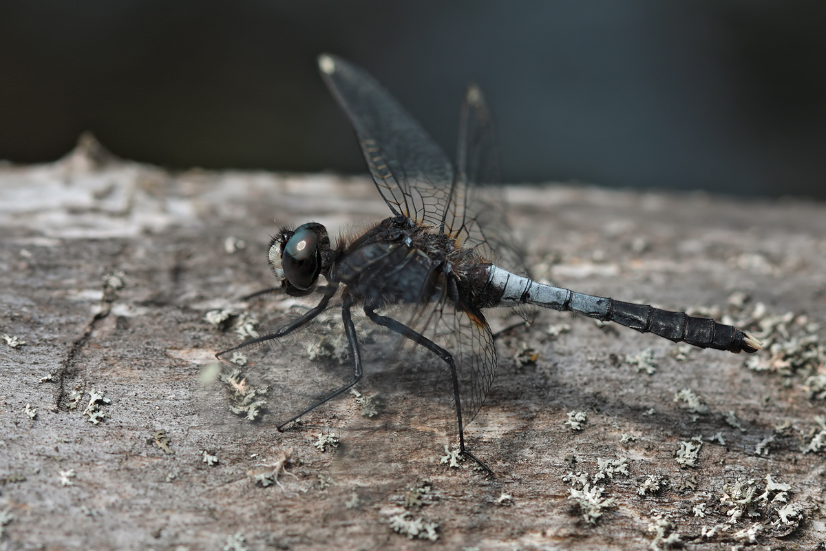 leucorrhinia_caudalis_m_img_3847_918.jpg