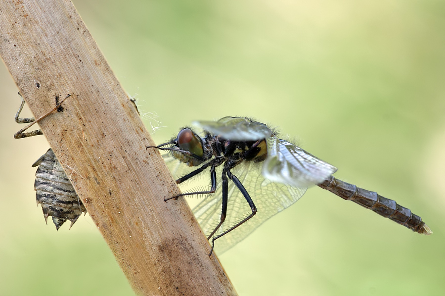 img_1711_leucaudalis_bl10_513.jpg