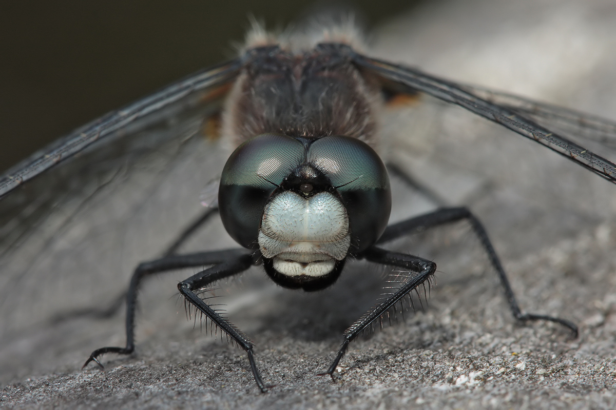 leucorrhinia_caudalis_m_portraet_img_3896_205.jpg