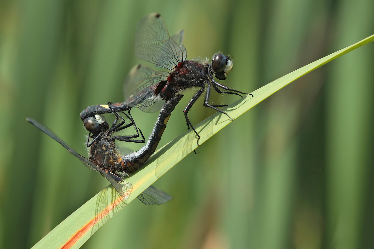 leucorrhinia_pectoralis_paar_img_3147c_826.jpg