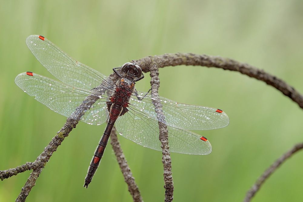 zeidlmoos_juni_08_leucorrhinia_rubicunda_gl_005_kopiea_750.jpg