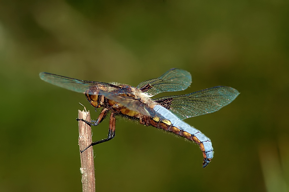 libellula_depressa__plattbauch__maennchen2_101.jpg