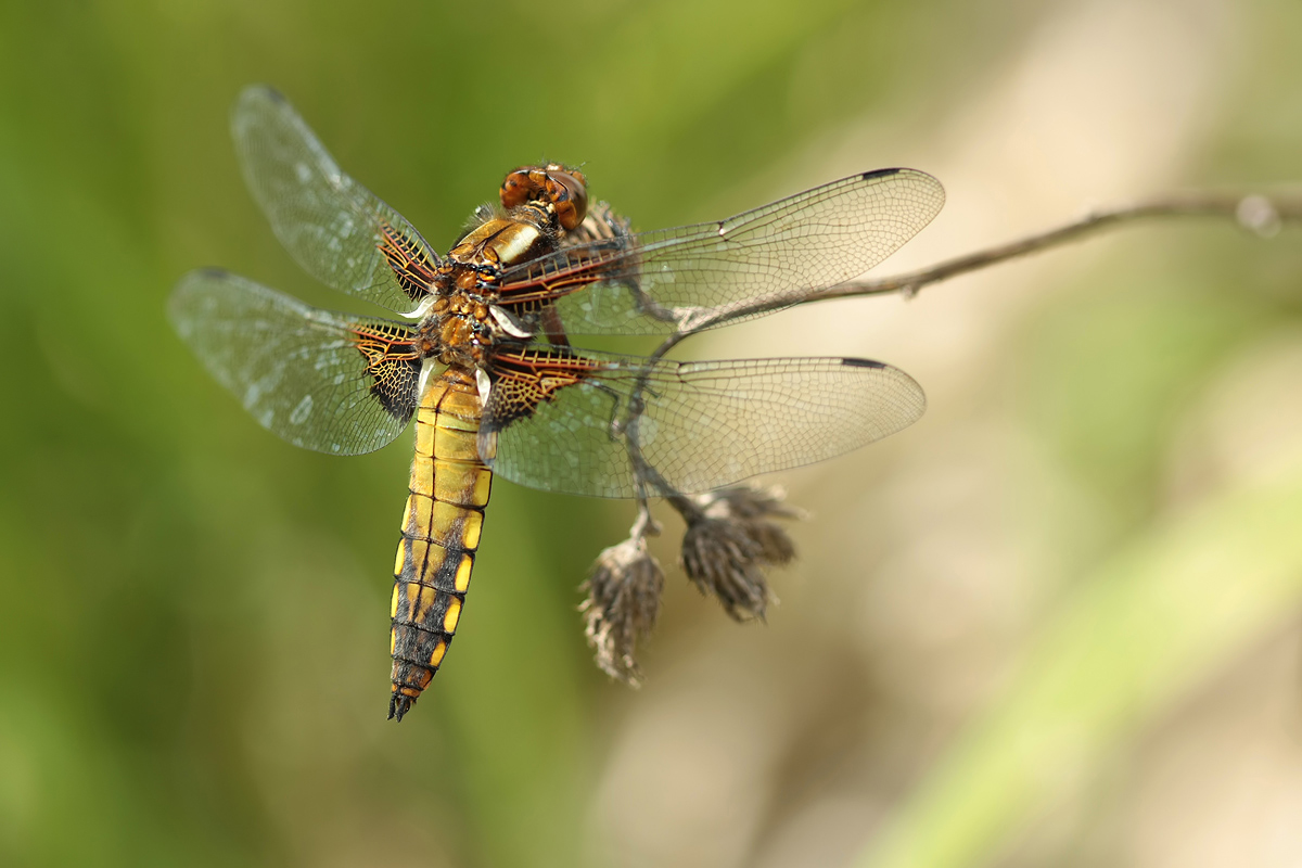 Libellula_depressa_m_juvenil_IMG_2848a.jpg