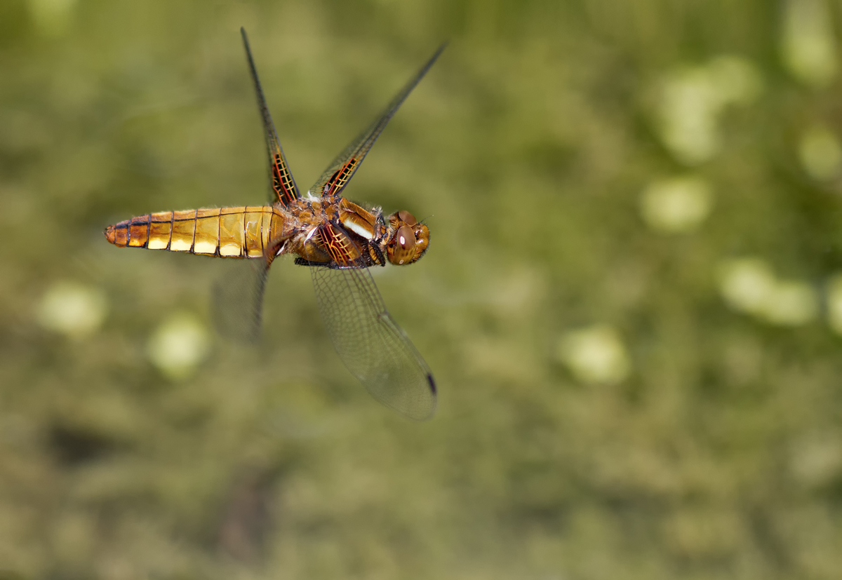 _mg_2615_libellula_depressa_963.jpg