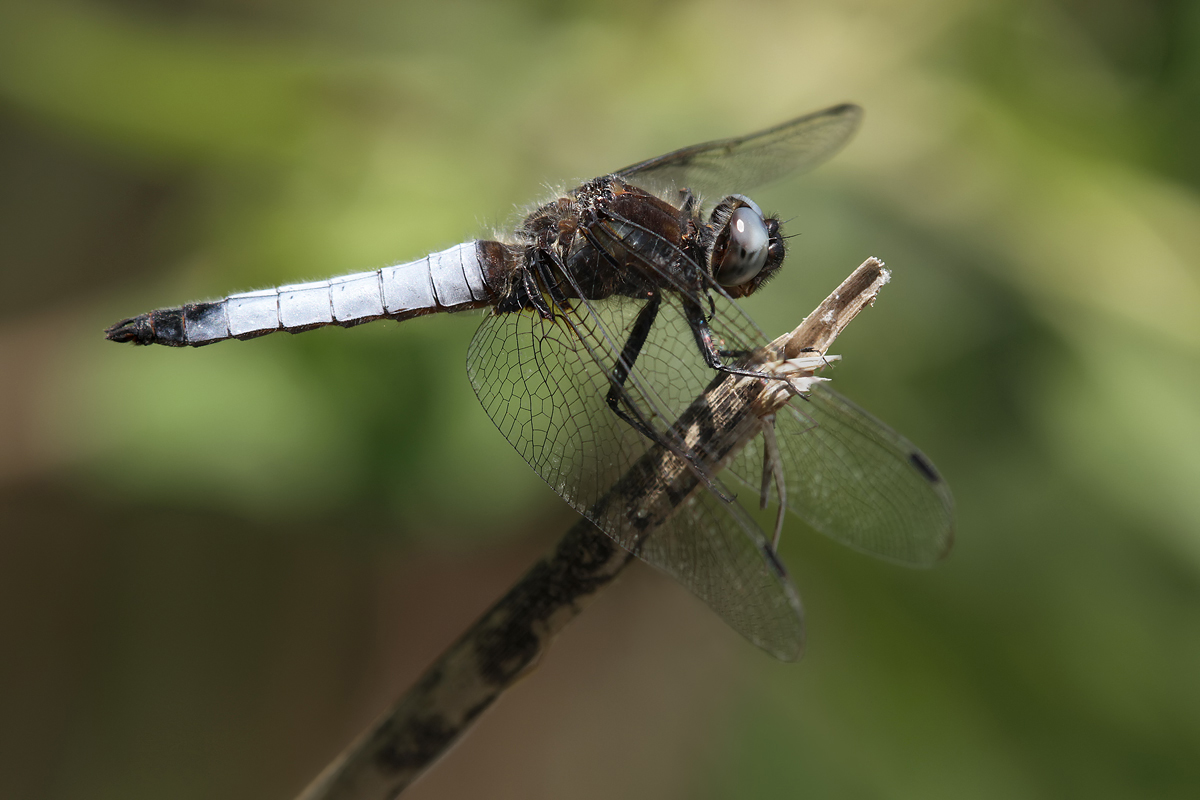 Libellula_fulva_m_IMG_5429b.jpg