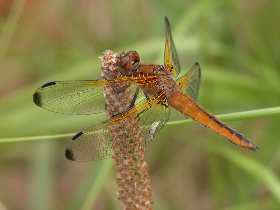 libellula_fulva_2_453.jpg