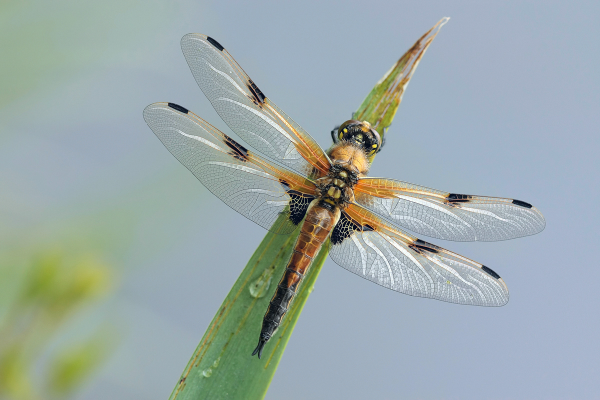 Libellula_quadrimaculata_m_frisch_IMG_1009b.jpg