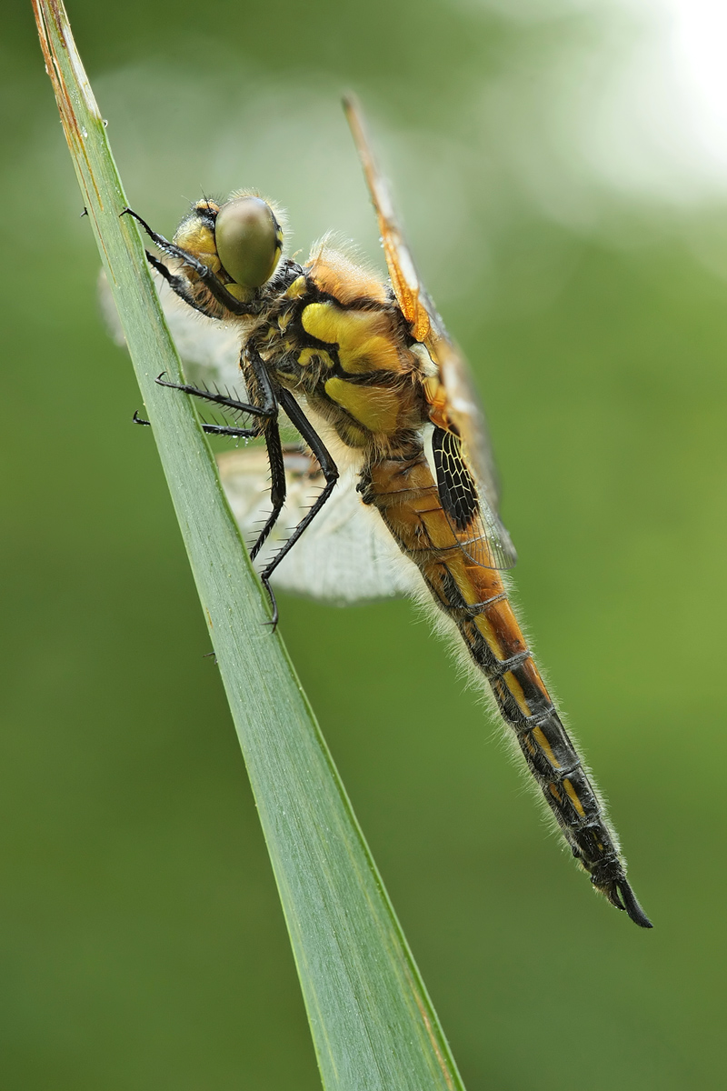 Libellula_quadrimaculata_m_IMG_0961.jpg