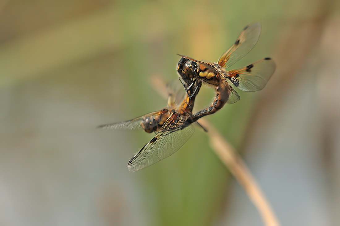 Libellula_quadrimaculata_paarung_flug_IMG_3532.jpg