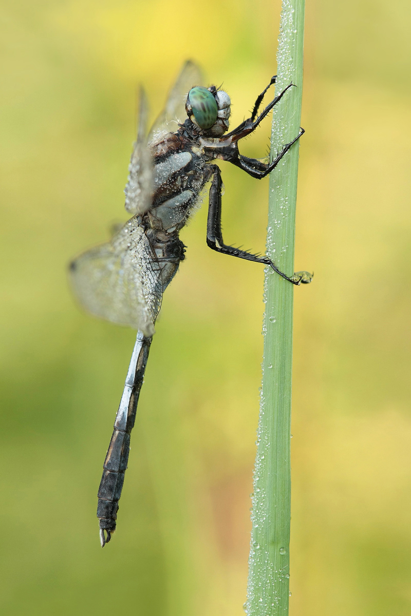 orthetrum_albistylum_m_tau_img_3458a_148.jpg