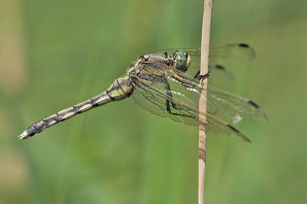 orthetrum_albistylum_w_alt_img_3032a_198.jpg