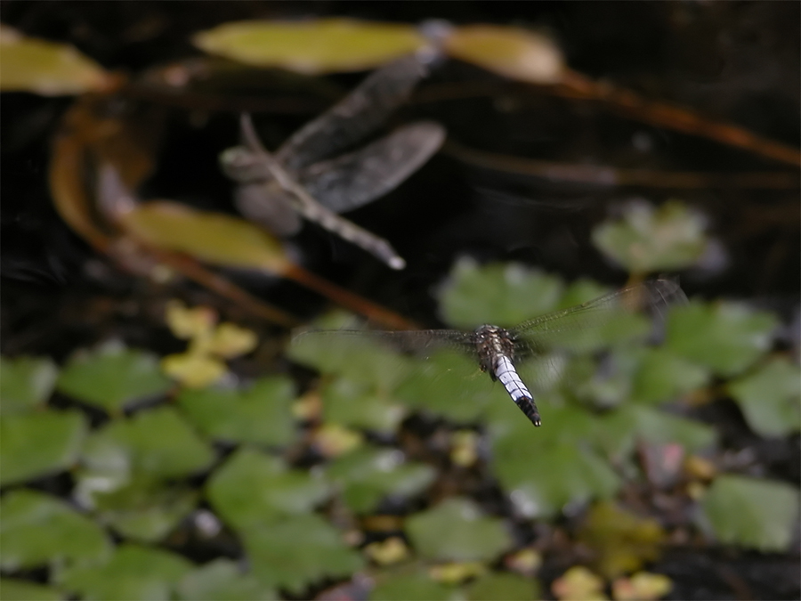 orthetrum_albistylum_3_462.jpg