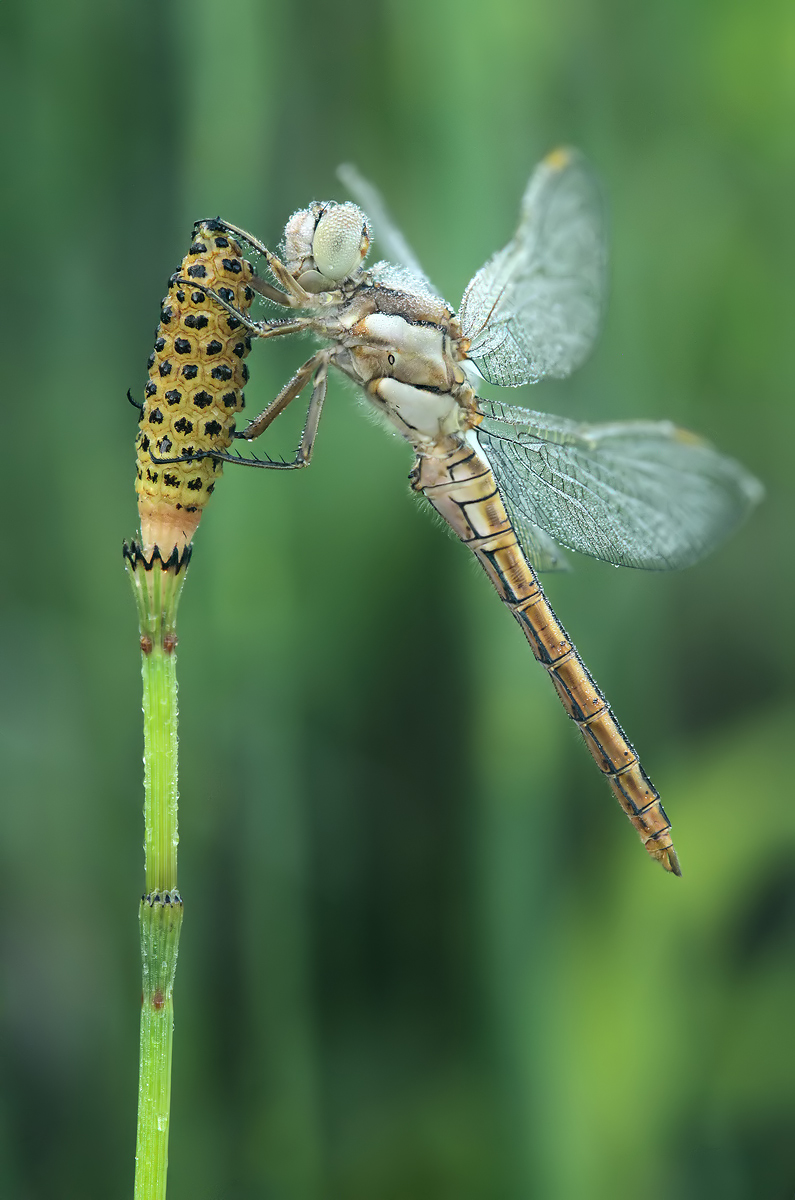 Orthetrum_brunneum_m_juvenil_IMG_3877a.jpg