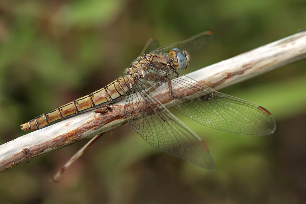 Orthetrum_brunnum_w_IMG_4584.jpg