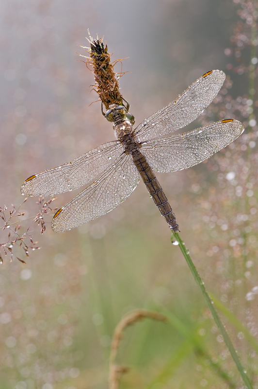 orthetrum_brunneum_w_3_982.jpg