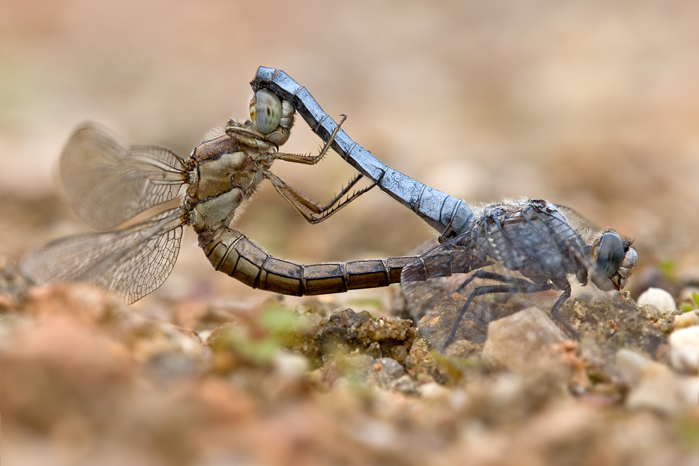 orthetrum_brunneum_paarung_794.jpg