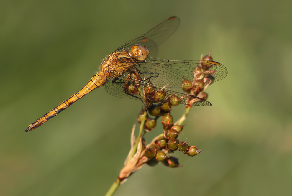 Orthetrum_coerulescens_m_jung01.jpg