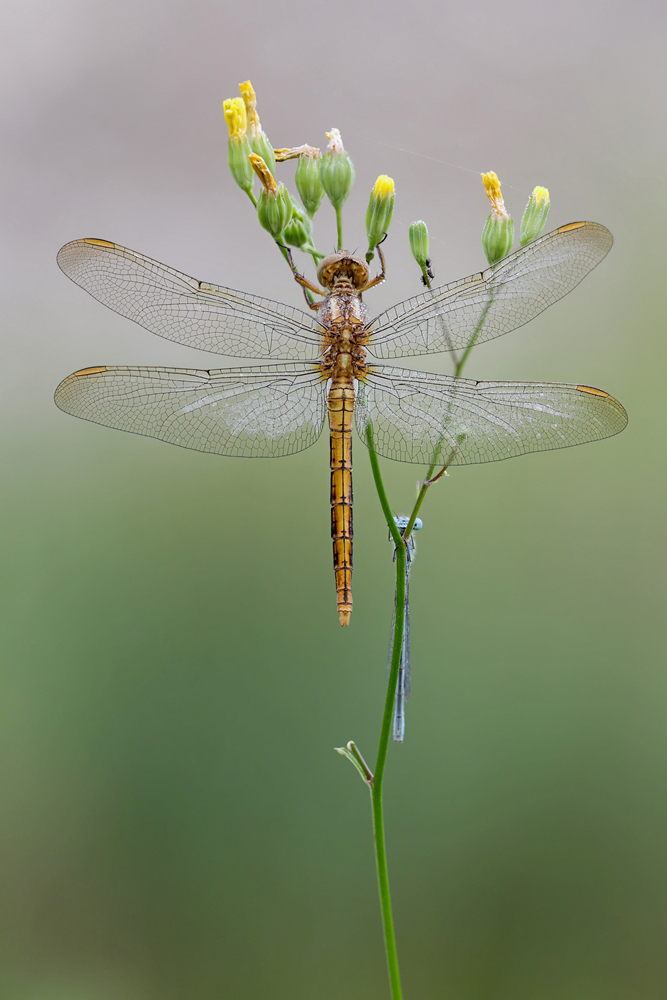 Orthetrum_coerulescens_m_jung.jpg