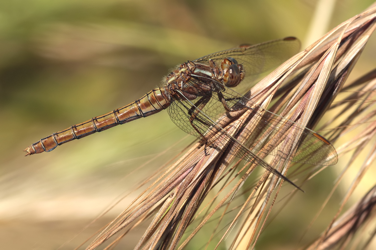 Orthetrum_coerulescens_f_IMG_0381a.jpg