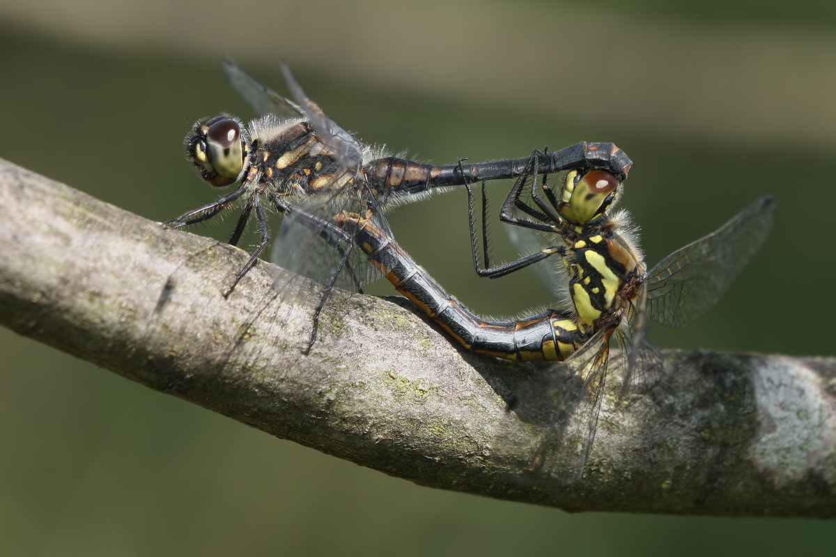 Sympetrum_danae_Kopula_IMG_8765.jpg