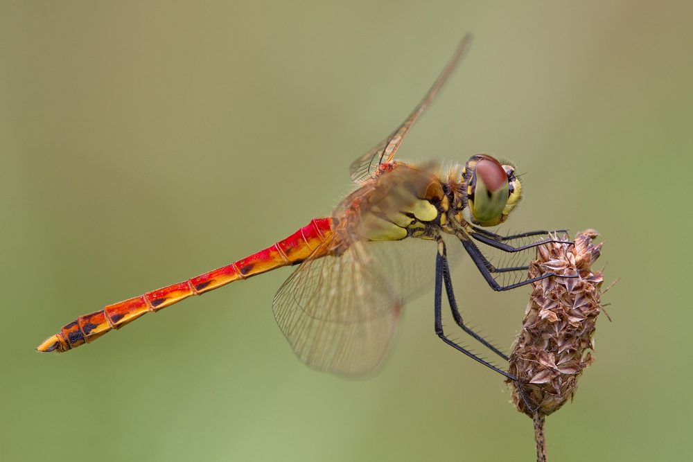 sympetrum_depressiusculum_08_183.jpg