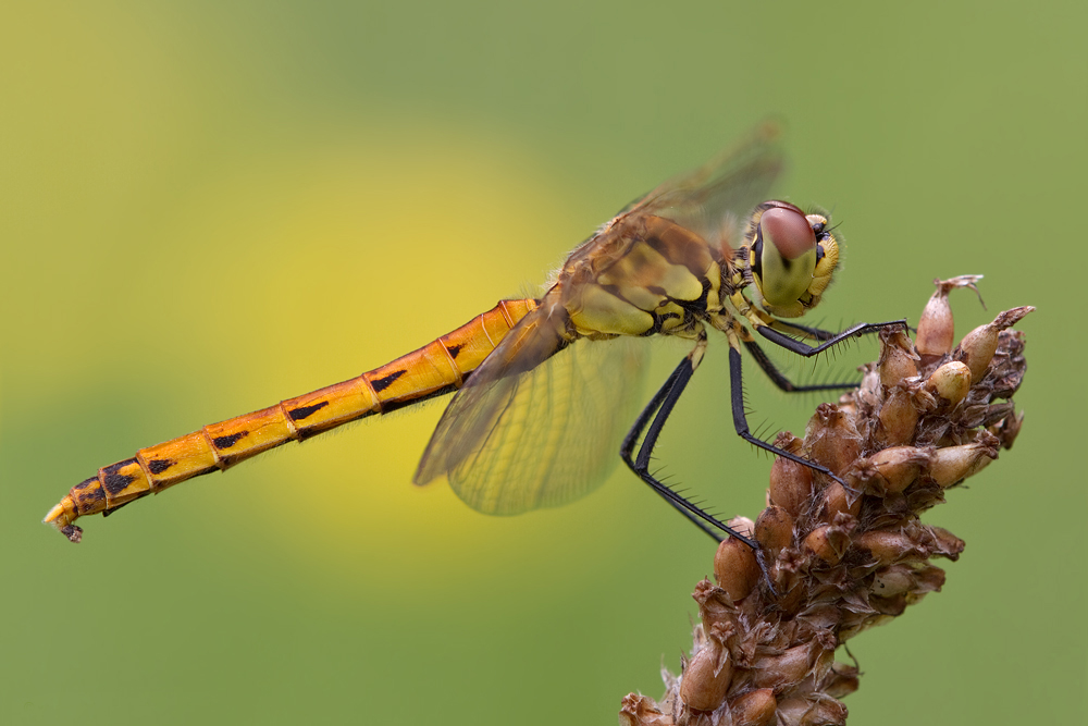 sympetrum_depressiusculum_09_578.jpg