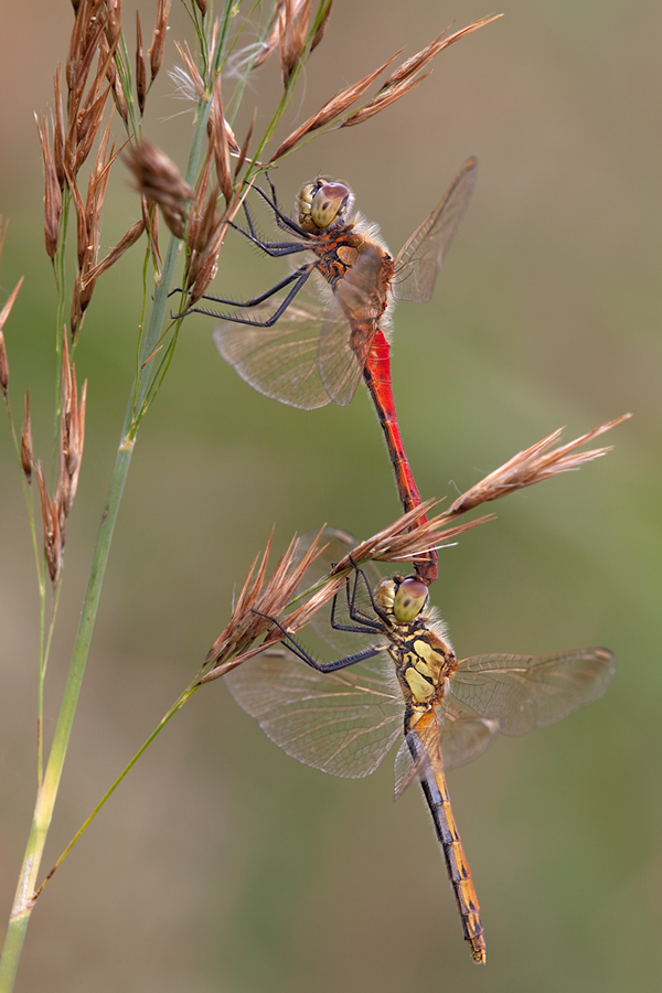 sympetrum_depressiusculum_10_190.jpg