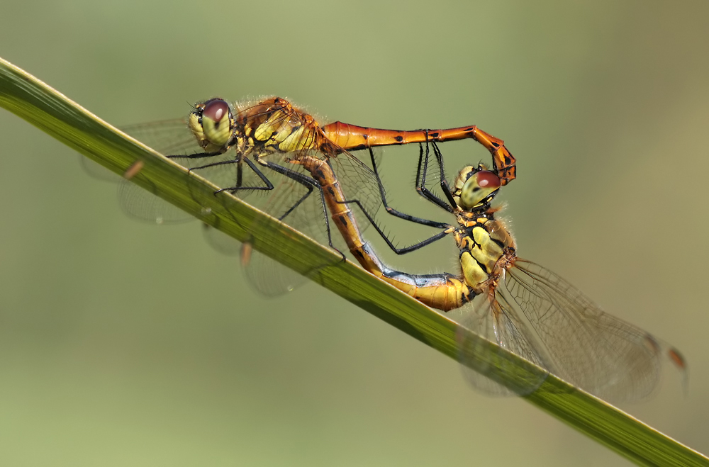 sympetrum_depressiusculum_paarungsrad_img_5773a_200.jpg