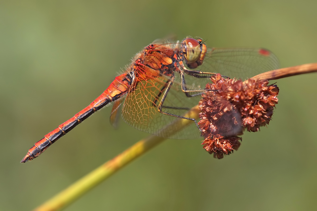 sympetrum_flaveolum_m_img_9833b_182.jpg