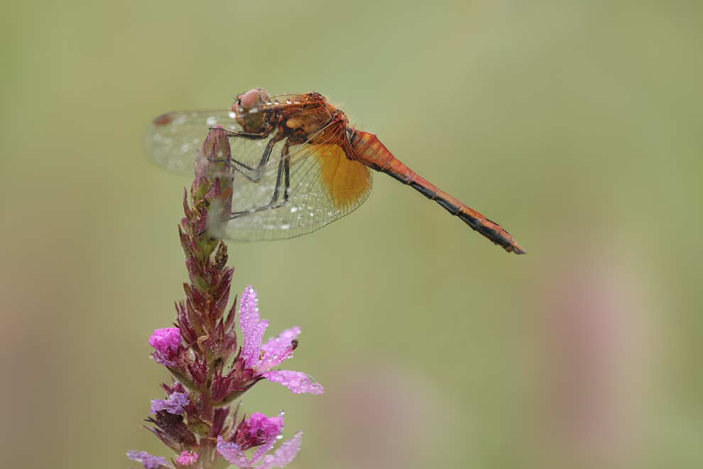 sympetrum_flaveolum_m_img_1517a_175.jpg