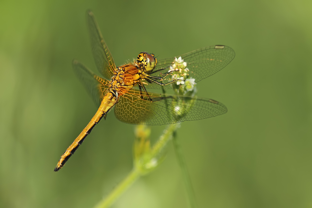 Sympetrum_flaveolum_m_IMG_2197_1200.jpg