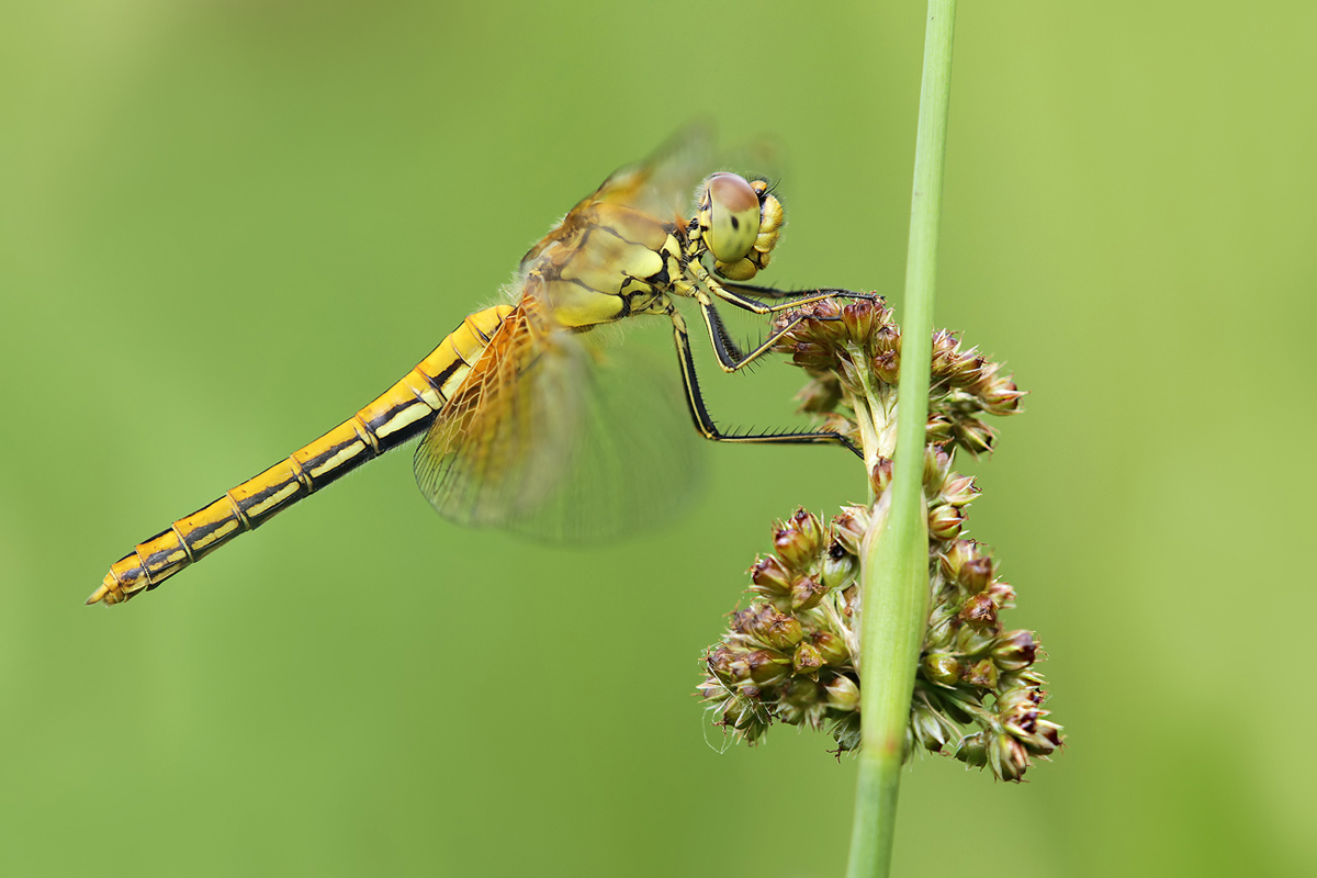 Sympetrum_flaveolum_w_IMG_2887_1200.jpg